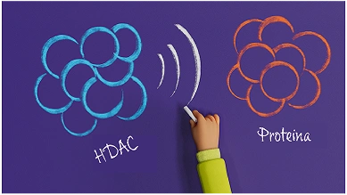 Cómo deben actuar las HDAC en los músculos sanos